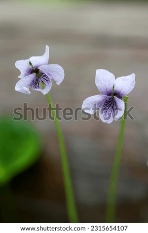 Alpine marsh violet flowering in summer  Royalty-Free Stock Photo #2315654107