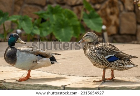 These adorable mallard mates searched for a place to nest and lay eggs. They found a backyard with a pool and sunbathed there.