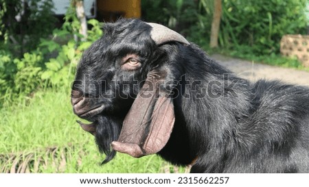 close-up of a black goat from the side. for sacrifice on Eid al-Adha