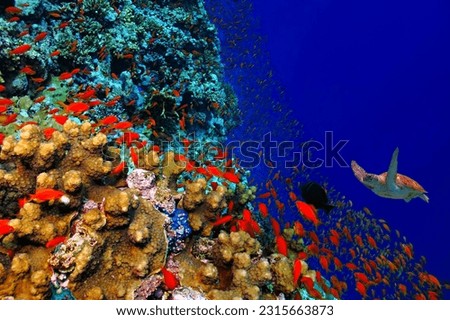 School of swimming bright red tropical fish (anthias) and sea turtle on the coral reef. Vivid aquatic wildlife, travel picture. Scuba diving with the marine life, underwater photography. Healthy reef.