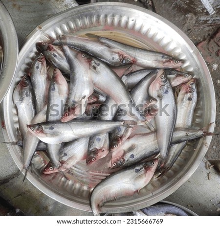 Pabda fish is a freshwater fish species. It is very tasty and has high nutrition value. So it has a great demand and high value in the market. Scientific name - Ompok pabda. Royalty-Free Stock Photo #2315666769