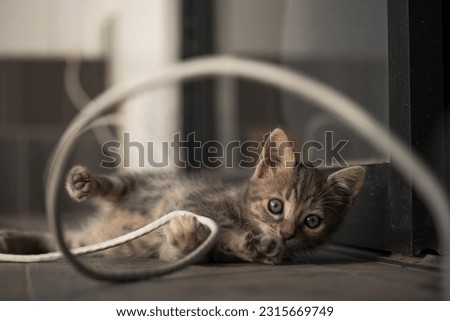 Beautiful picture of baby cat playing with a wire in the afternoon. Concept of pets.