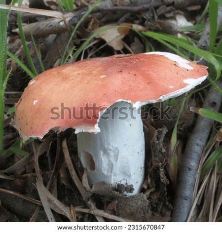 Russula vesca. In deciduous forests, from May to October, it is widespread, very common. Its color is flesh-colored, gray-red, without green, usually lighter in the middle. edible mushroom.
