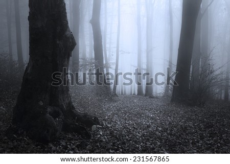 Horror dark forest with spooky trees in the fog