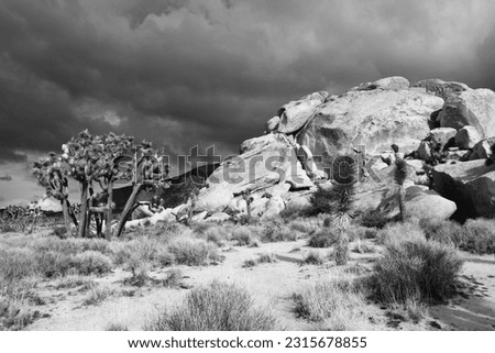 Scenic landscape of the Joshua Tree National Park in California, USA. Stunning rock formation and typical yucca trees. Black and white photography with dramatic clouds