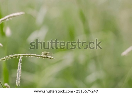 Nature of small animals holding on the leaf.small bugs stay inside the flower with green background.concept close up picture.