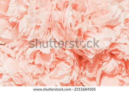 Cream color peony flowers close up nature background summer festive floral pattern, abstract nature delicate flowering backdrop, botany environment scenery, pastel pink-white blooming flower, sunlight