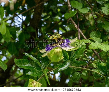 Profile close-up of a passion flower, passiflora caerulea, between tree leaves. In the picture you can see a bumblebee pollinating white and purple petals