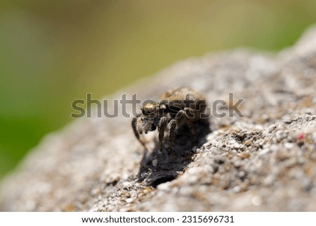 Portrait of Jumping spider on a rock. Sunny forest close up macro photograph.