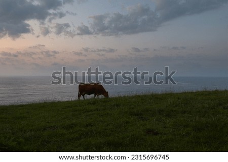 Cow grazing in a green brown at the edge of the sea during sunset