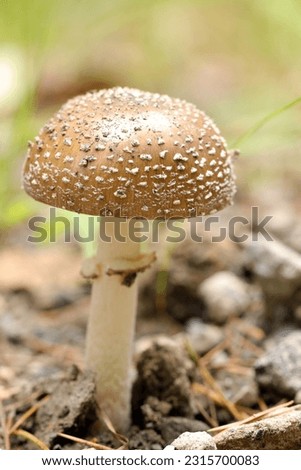 Poisonous mushroom, Amanita pantherina (Tengutake, sunny outdoor field, close up macro photography)