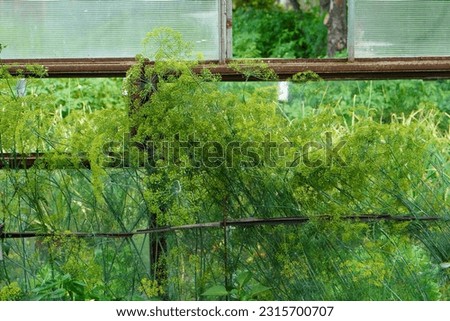 tall dill plants with yellow umbrellas in a glass greenhouse on a garden plot. The concept of growing eco-friendly food at home Royalty-Free Stock Photo #2315700707