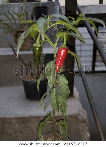 A close up pic of a red chilli plant grown up by me in my home garden.