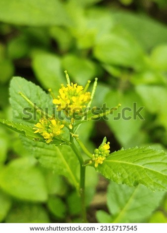 Sawi tanah (Rorippa indica) is a shrubby weed originating from Southeast Asia, India, India and China