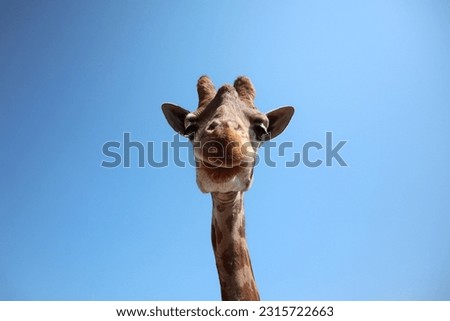 Giraffe at the zoo on a blue sky background. Giraffe has funny facial expressions. The giraffe stuck out the tip of its tongue. Funny portrait of a Giraffe