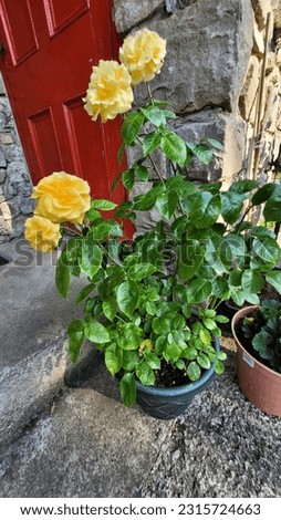 Rose Precious Gold variety growing in patio container 