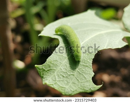 caterpillars on vegetable leaves. Worm on vegetable. Royalty-Free Stock Photo #2315729403