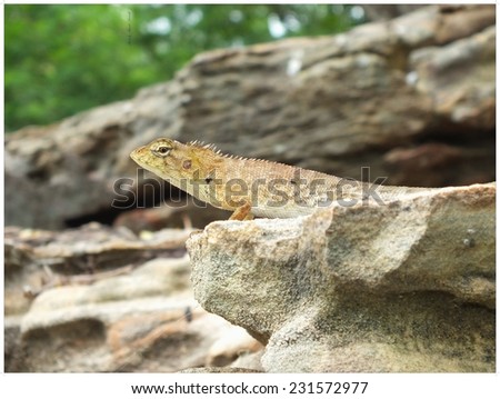 The Thailand chameleon on the rock from mountain