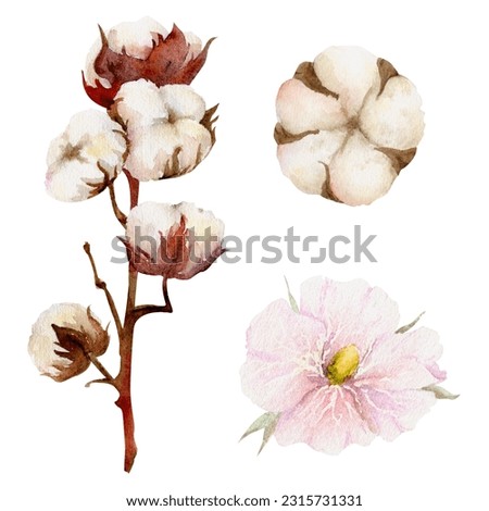 Hand drawn watercolor pink, green and brown cotton flower, leaves buds boll. Natural plant. Botanical illustration isolated object set on white background. For shop logo print, website, card, booklet