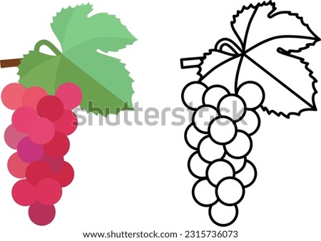 Set of flat style color illustration and line art of  grapes