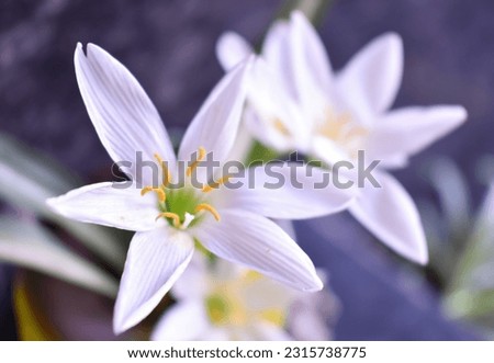 A selective focus closeup picture of white rain lily flowers used for a Bouquet.