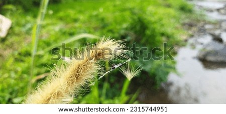 Reeds or reeds are a type of sharp leafy grass, which often become weeds on agricultural land
