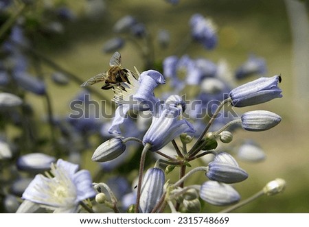 Bee on the flowers of Clematis vitalba. Image with local focusing and shallow depth of field