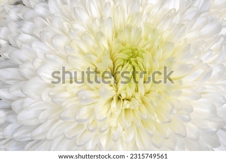 Fresh chrysanthemum flowers. White chrysanthemum blossoms pattern background.