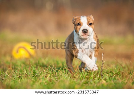 American staffordshire terrier puppy playing with a ball
