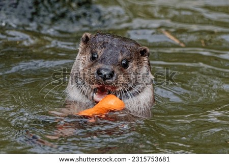 Eurasian Otter (Lutra lutra) Adult male playing with carrot .