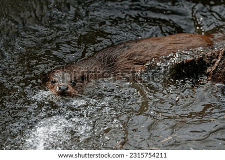 Eurasian Otter (Lutra lutra) Adult male playing amongst water spray.