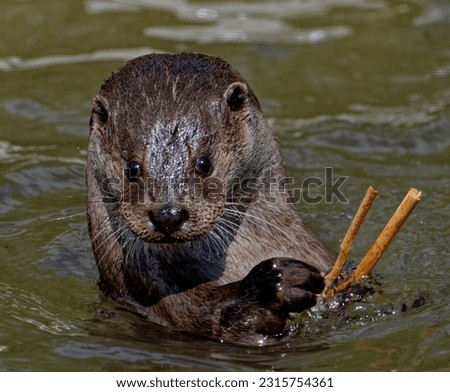 Eurasian Otter (Lutra lutra) Adult male playing with sticks in water .