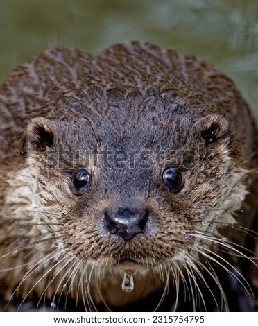 Eurasian Otter (Lutra lutra) Young male outdoors wet looking .