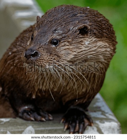 Eurasian Otter (Lutra lutra) Young male outdoors wet looking .