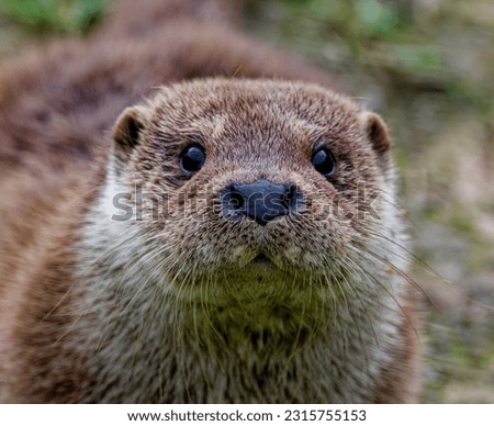 Eurasian Otter (Lutra lutra) 6 month old cub outdoors looking.