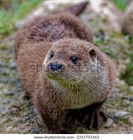 Eurasian Otter (Lutra lutra) 6 month old cub outdoors looking.