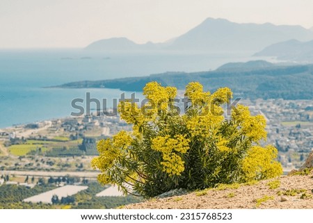 Yellow flowers with view of mountains and mediterranean sea