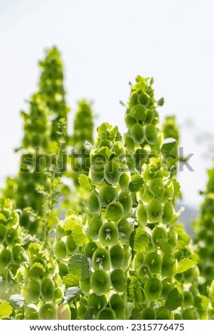 Moluccella laevis or Bells of Ireland or Molucca balmis or shellflower or shell flower. Flowering plant in sunlight. selective focus Royalty-Free Stock Photo #2315776475