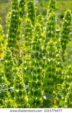 Moluccella laevis or Bells of Ireland or Molucca balmis or shellflower or shell flower. Flowering plant in sunlight. selective focus Royalty-Free Stock Photo #2315776477