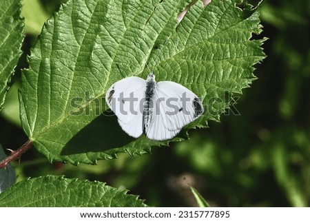 Southerm small white, scientific name pieris mannii, taken in Valais, CH. Royalty-Free Stock Photo #2315777895
