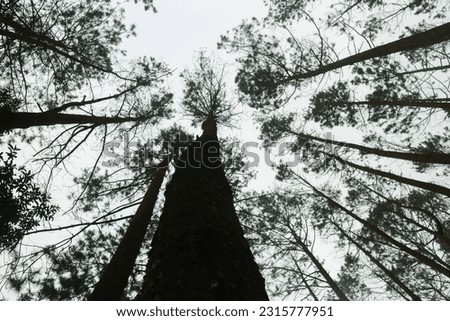 Pine trees visible from below covered in fog 
