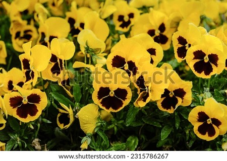 Close-up of bright yellow pansies with a dark center. Floral background.