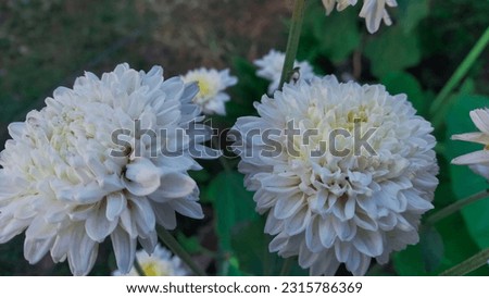 Twin white flowers that are blooming perfectly in the morning