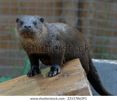 Eurasian Otter (Lutra lutra) Young male portrait looking alert..