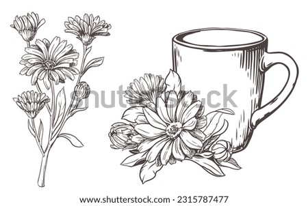 White ceramic cup with herbal tea with calendula flowers on a white background. Vector illustration in engraving technique. Line drawing. Healthy drink. Royalty-Free Stock Photo #2315787477