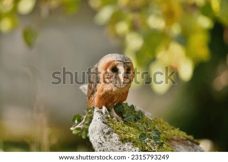 Barn owl sitting on an old tombstone in the cemetery. Portrait of a owl in the nature habitat. Tyto alba