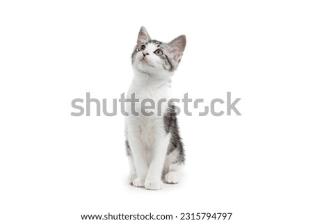 cute pet kitten on clean white background Royalty-Free Stock Photo #2315794797