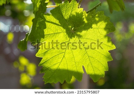 one young green big grape leaf. Closeup texture of grape leaf.