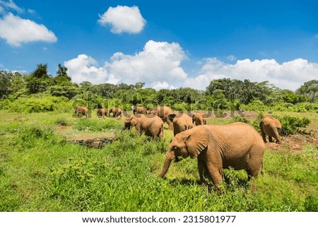 Baby elephants in the elephant orphange of Nairobi National Park, Kenya. Royalty-Free Stock Photo #2315801977