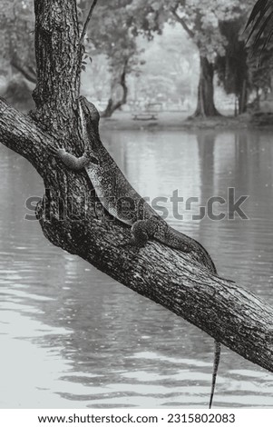 Black and white photography of a monitor lizard climbed a tree, in Bangkok, Thailand